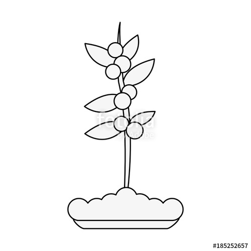 500x500 Coffee Plant Isolated Stock Image And Royalty Free Vector Files