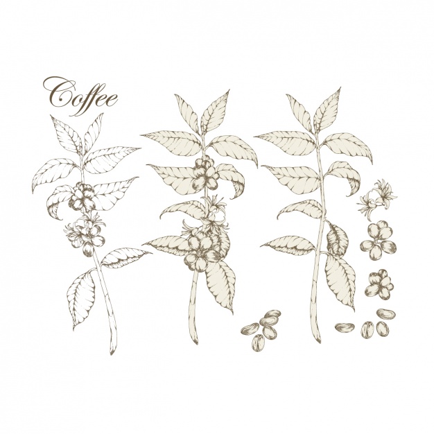 626x626 Coffee Plants Collection Vector Premium Download