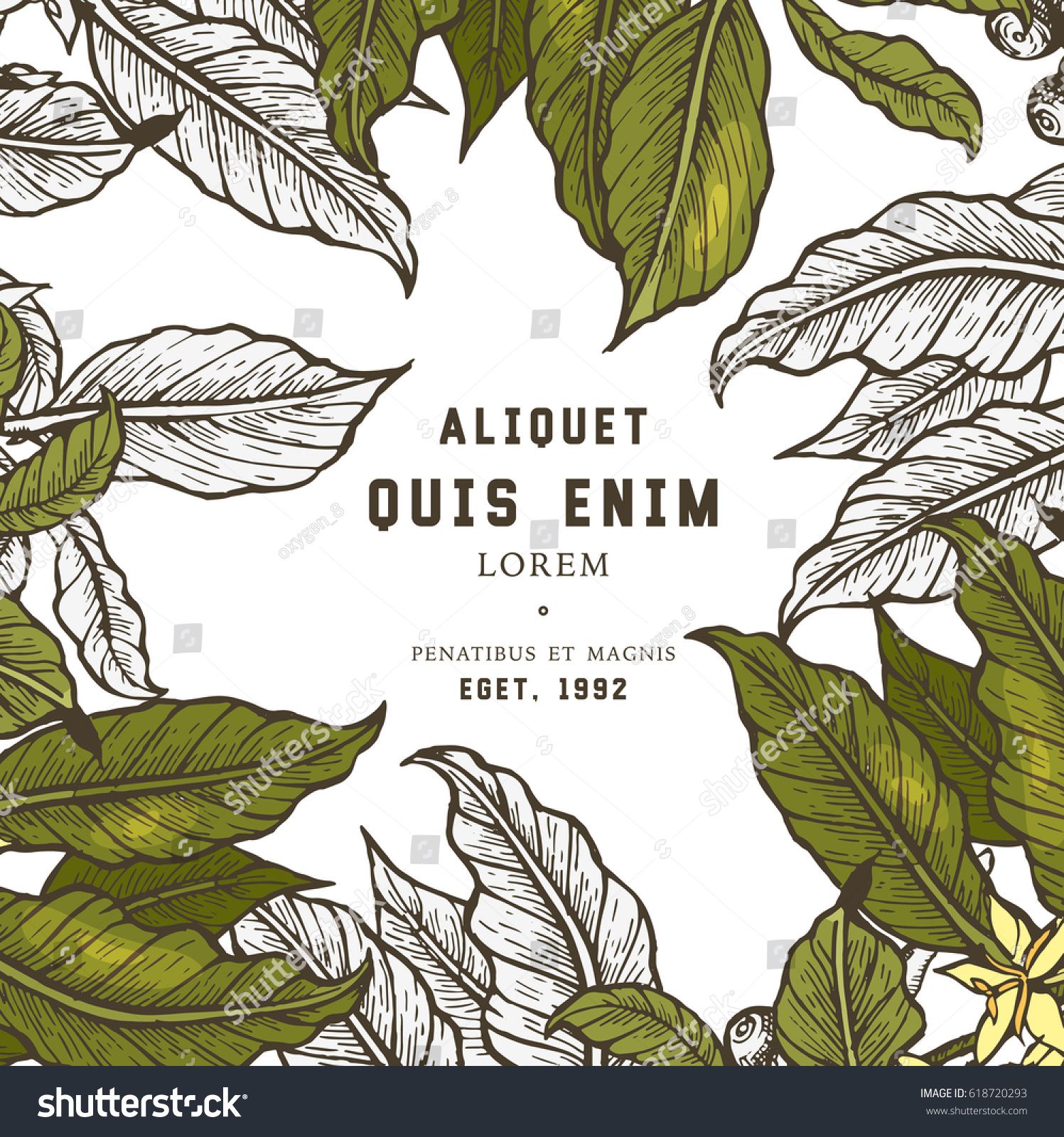 1497x1600 Coffee Tree Illustration. Engraved Style Illustration. Vintage