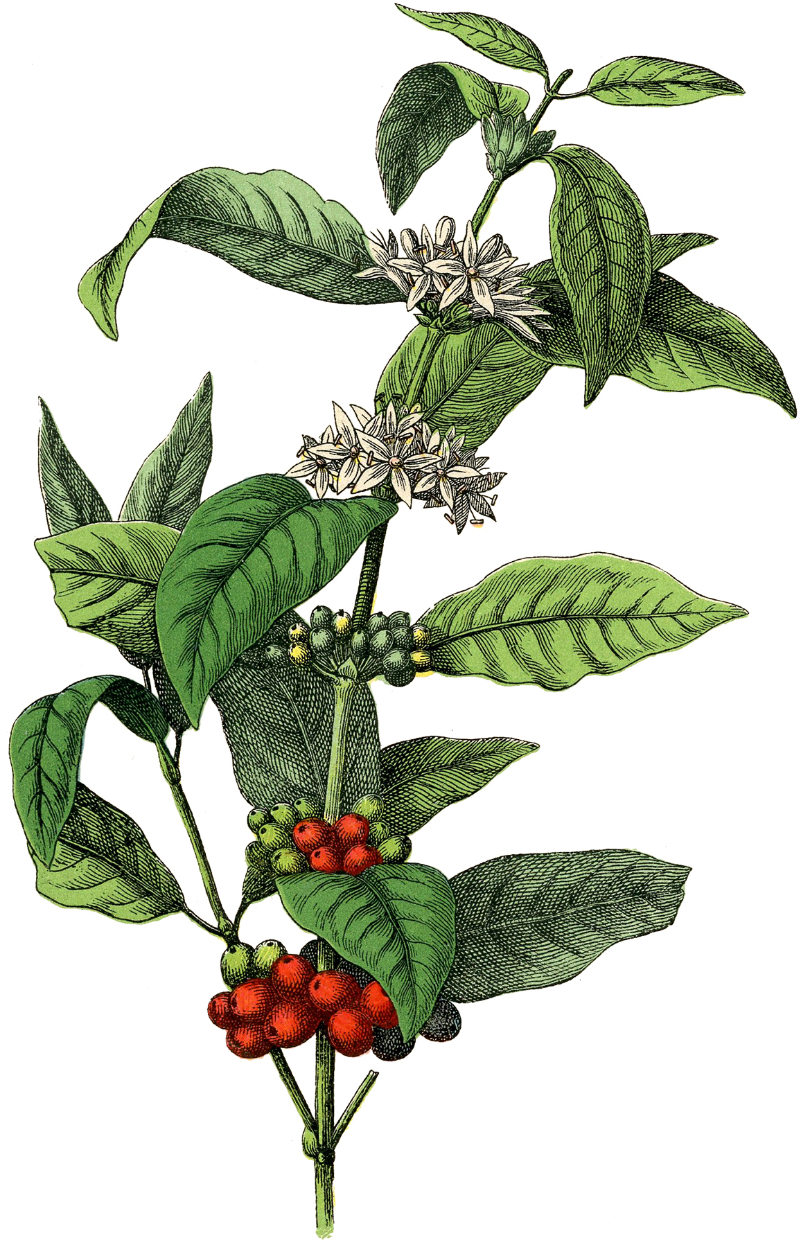 1156x1800 Free Stock Image Coffee Plant!