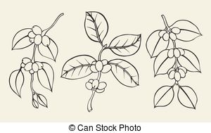 300x189 Hand Drawn Coffee Plant With Berries And Leaves. Vector