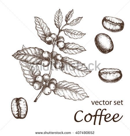 450x470 Hand Drawn Vintage Coffee Plant. Elements For The Graphic Design