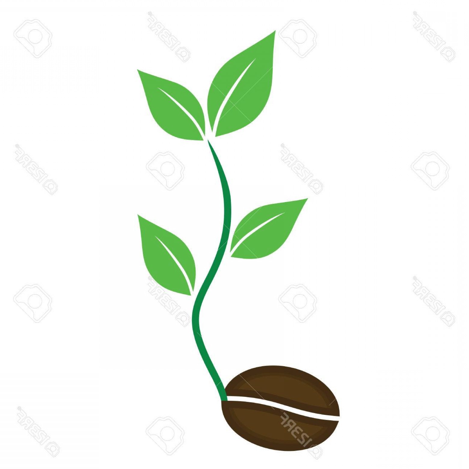 1560x1560 Photostock Vector Coffee Plant Vector Seed Icons Vector Geekchicpro