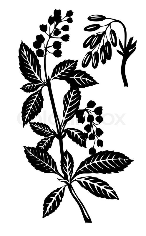 496x800 Vector Silhouette Of The Plant On White Background Stock Vector