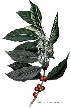 236x358 Coffee Plant Vector