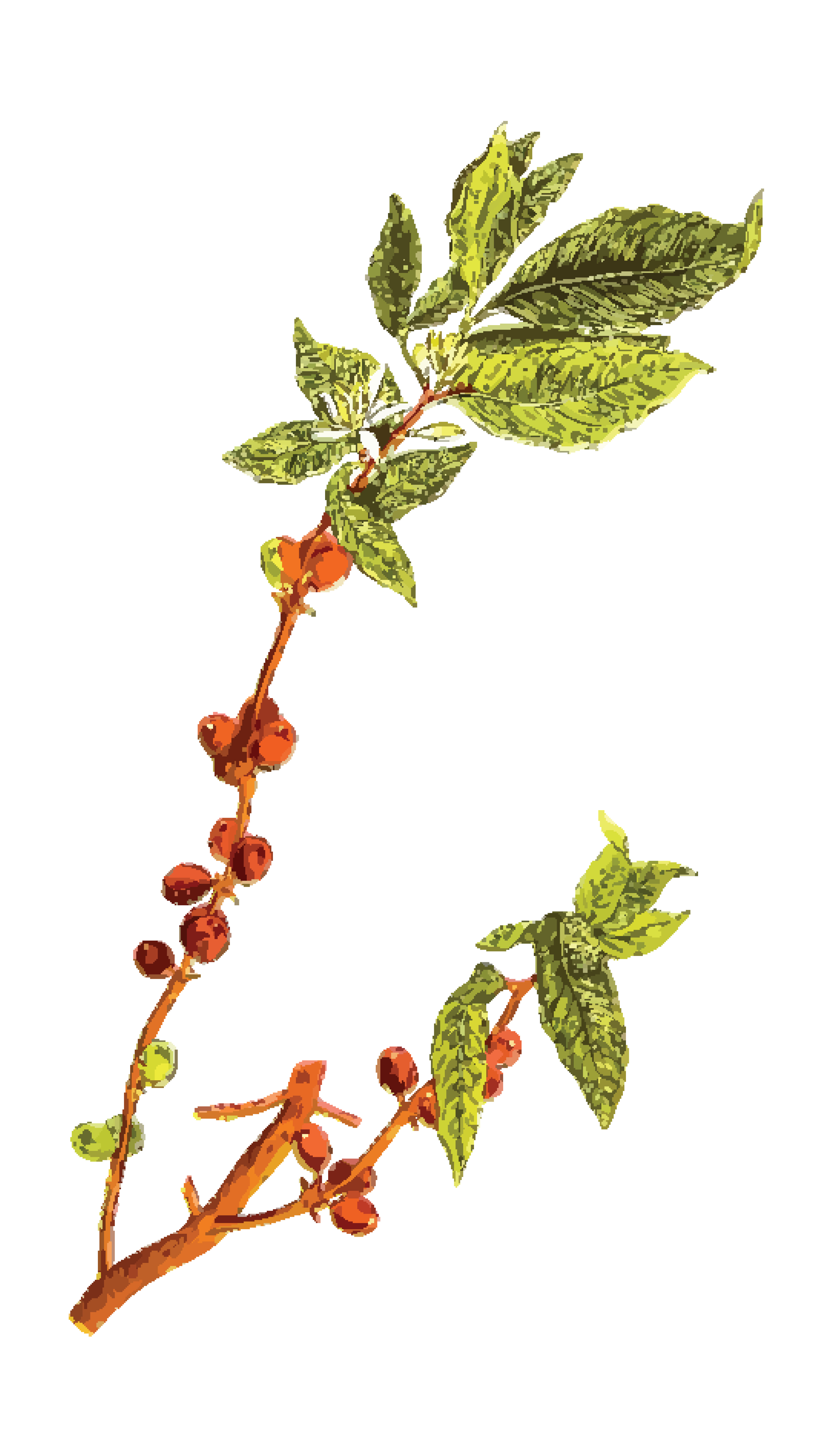4000x6991 Coffee Plant Clipart Seed