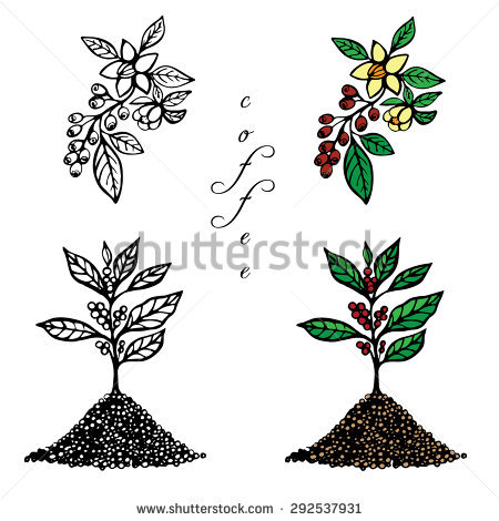 Coffee Tree Vector