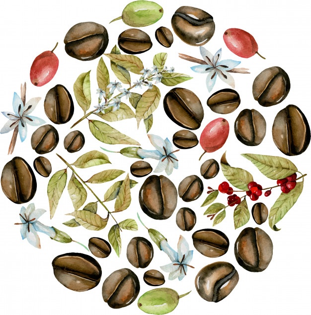 626x634 Coffee Tree Vectors, Photos And Psd Files Free Download