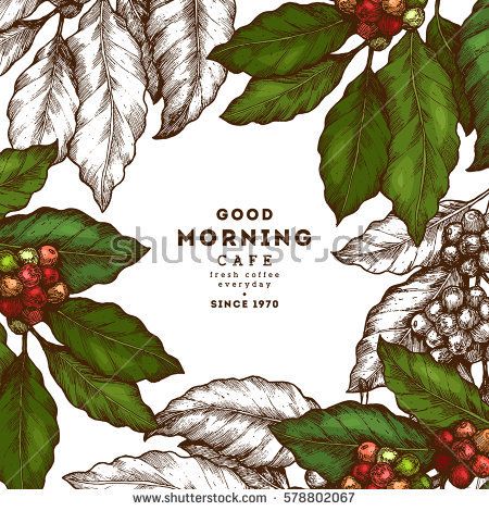 450x470 Coffee Tree Illustration. Engraved Style Illustration. Vintage