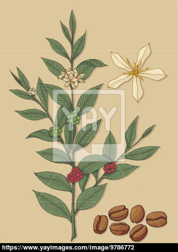 362x512 Coffee Tree Vector