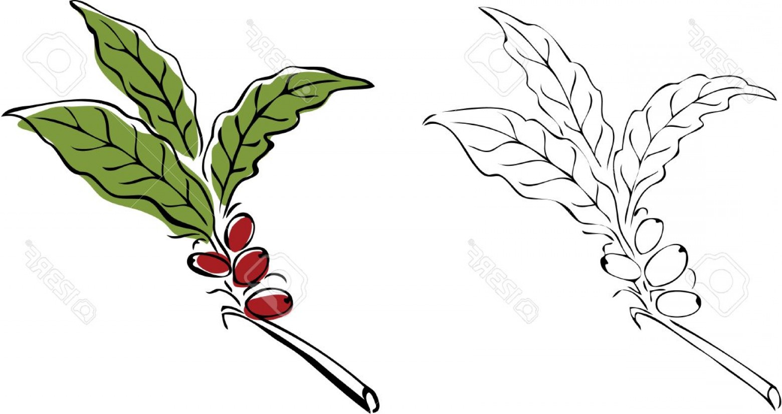 1560x826 Photohand Drawn Coffee Tree Branch Createmepink