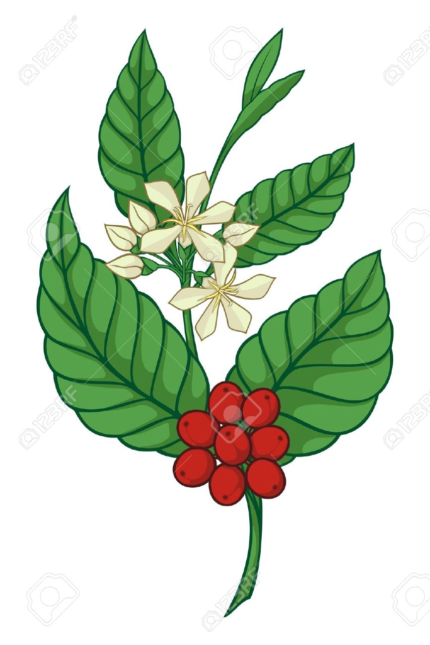 866x1300 Bean Clipart Coffee Tree