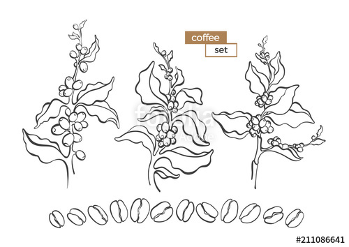 500x354 Set Of Coffee Tree. Vector Art Line Illustration Stock Image And