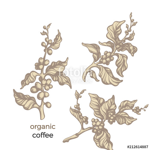 500x500 Set Of Coffee Tree. Vector Vintage Illustration Stock Image And