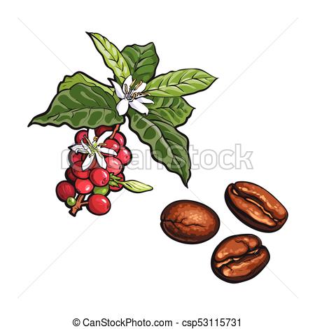 450x470 Vector Coffee Tree Branch, Fried Beans. Vector Sketch Hand Drawn