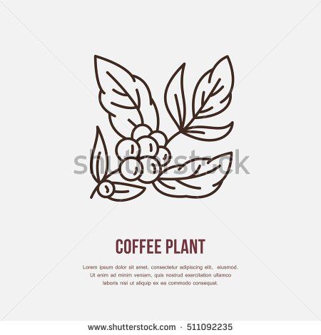 450x470 Vector Line Icon Of Coffee Tree. Coffee Plant Linear Logo. Outline