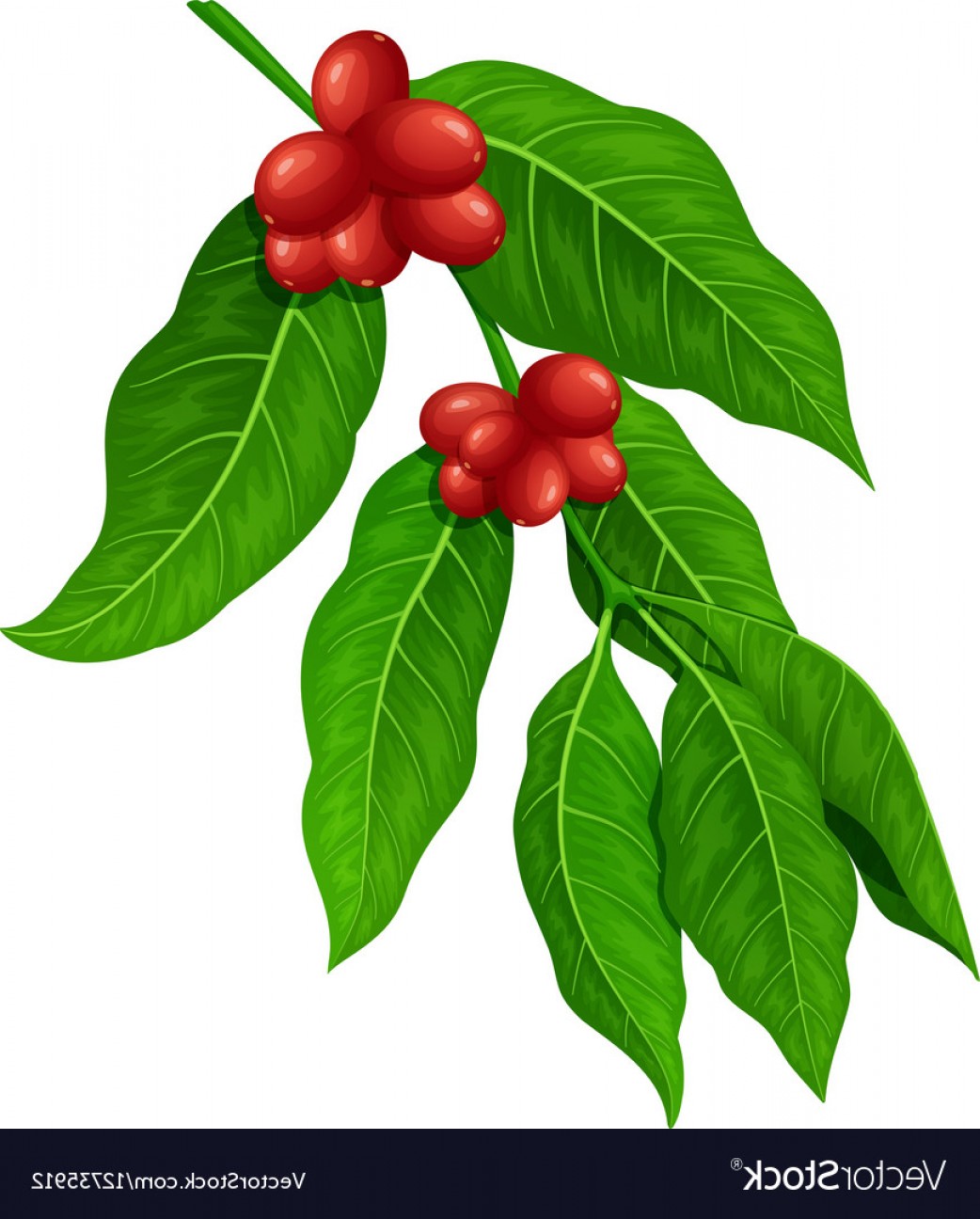 1042x1296 Coffee Branch Coffee Plant With Coffee Leaf Vector Createmepink