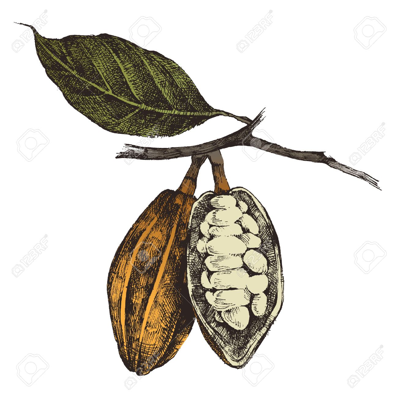 1300x1300 Coffee Plant Clipart Cocoa Bean