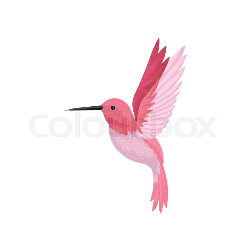 800x800 Colorful Illustration Of Flying Hummingbird. Colibri With Pink