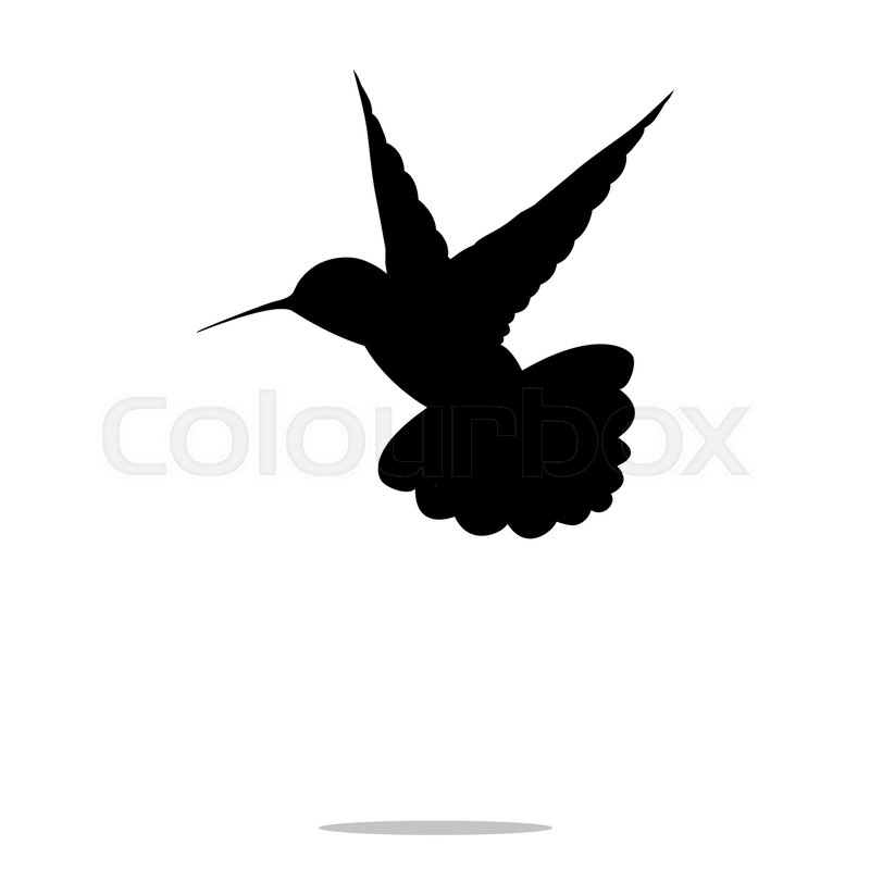 800x800 Hummingbird Black Silhouette Colibri Bird Animal. Vector
