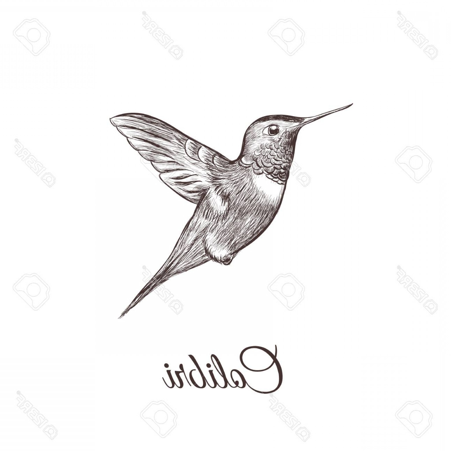 1560x1560 Photostock Vector Hummingbird Sketch Hand Drawing Colibri Vector