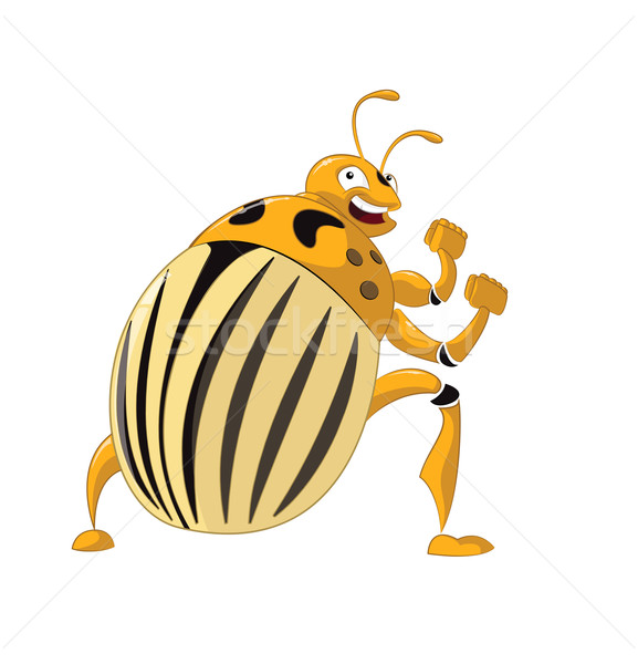 577x600 Colorado Potato Beetle Vector Illustration Sergey Ivanov