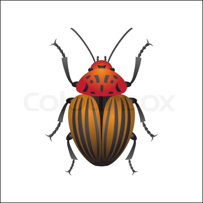800x800 Isolated Colorado Beetle, Vector Illustration Stock Vector