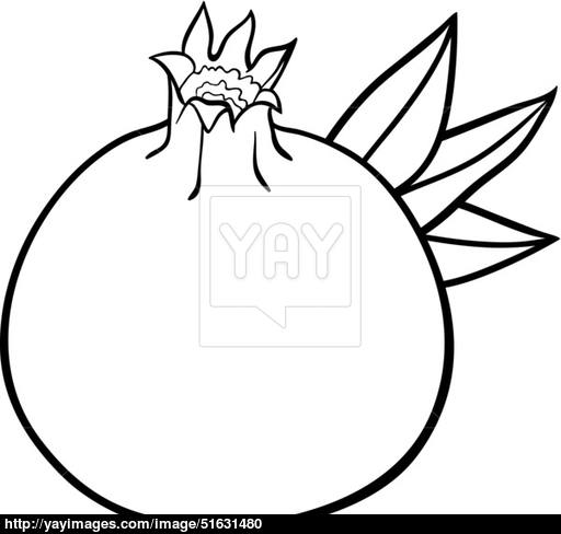 512x488 Pomegranate Fruit For Coloring Book Vector