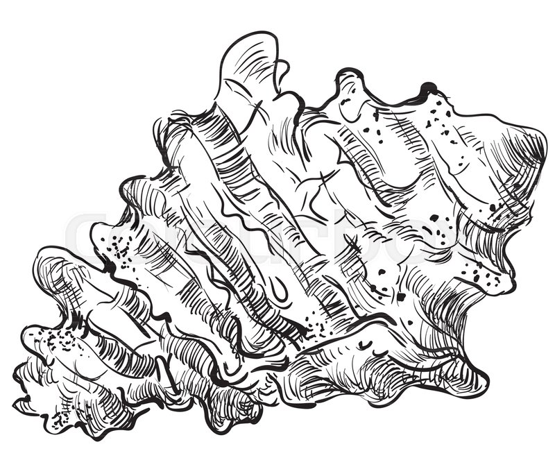 800x686 Hand Drawing Seashell. Vector Illustration In Black Color Of