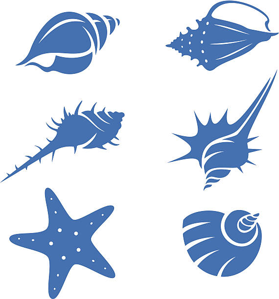 570x612 Shell Clipart Conch ~ Frames ~ Illustrations ~ Hd Images ~ Photo