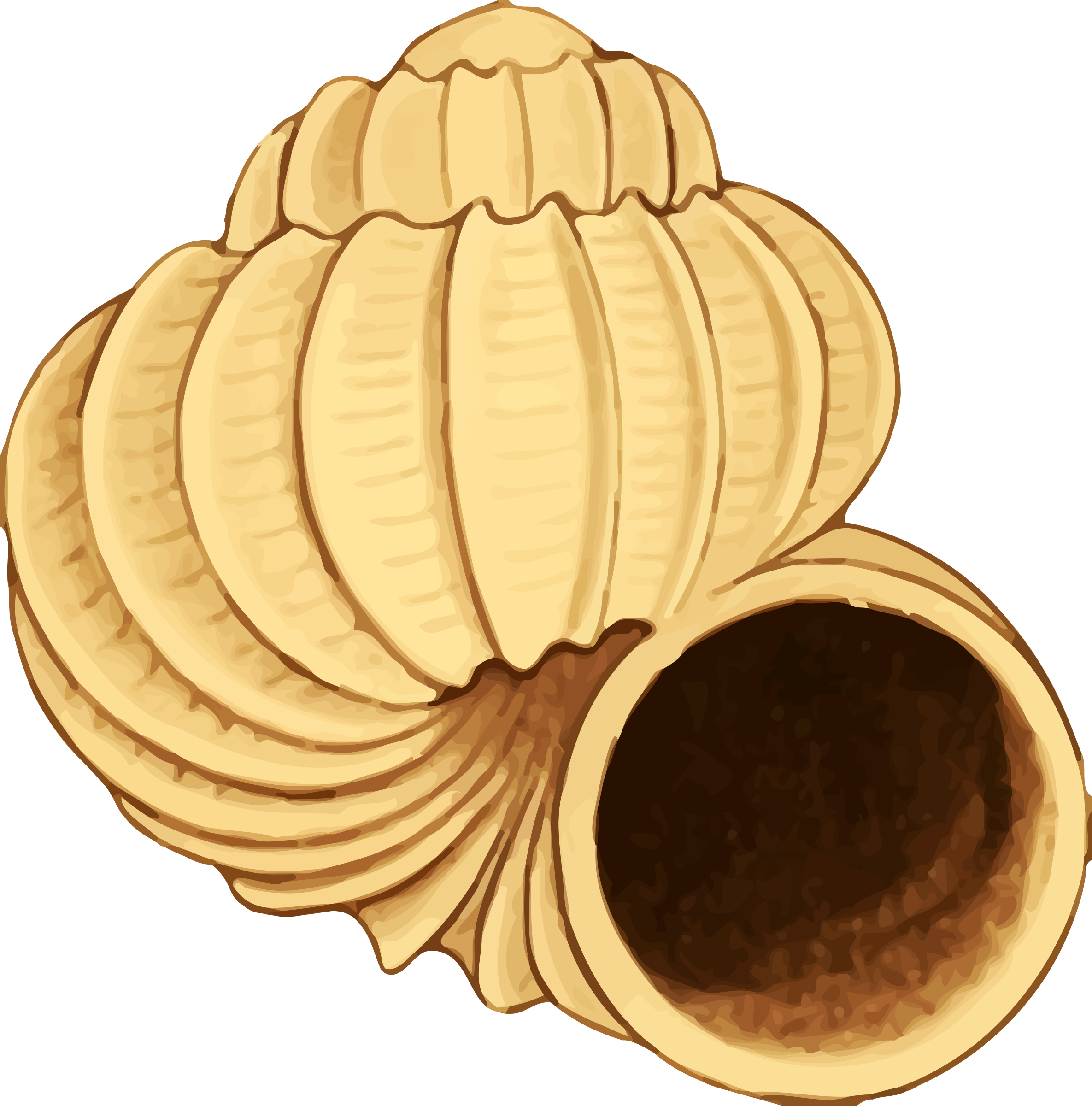 2370x2400 Twisting Conch Shell Vector Clipart Image