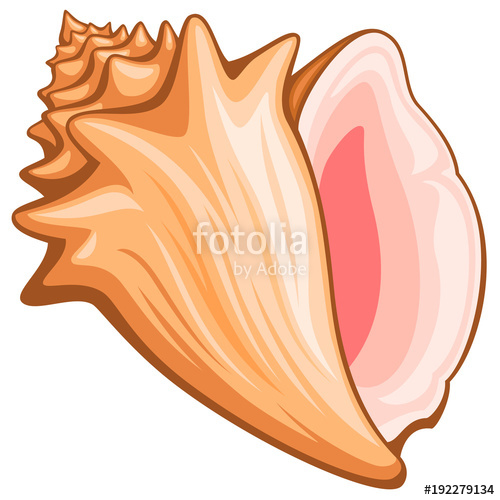 500x500 Vector Illustration Of A Conch Shell. Stock Image And Royalty