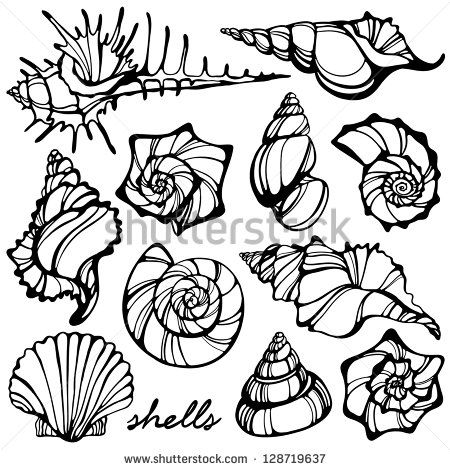 Conch Shell Vector at GetDrawings | Free download