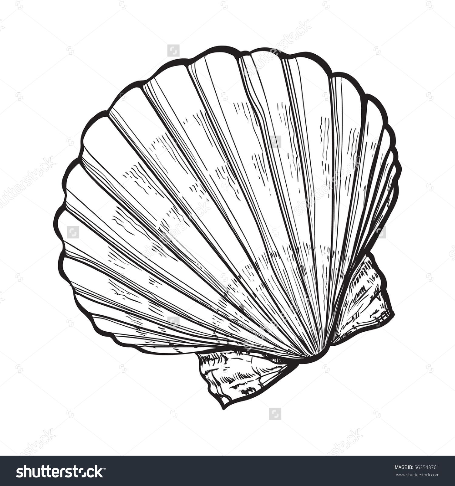 1500x1600 Scallop Sea Shell, Sketch Style Vector Illustration Isolated On