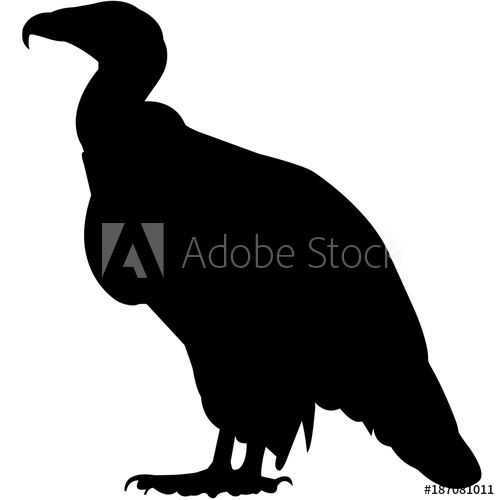 500x500 Condor