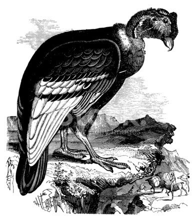 392x440 Condor Antique Bird Illustrations Stock Vector