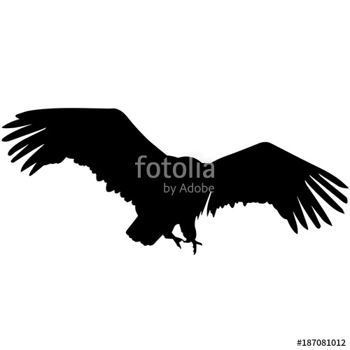 500x500 Condor Stock Image And Royalty Free Vector Files On