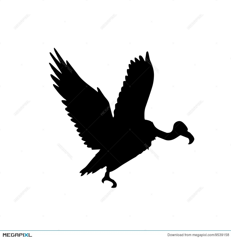 800x830 Condor Vector Silhouette Illustration 9539158