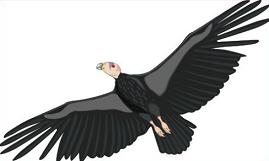 269x161 Condor Clipart