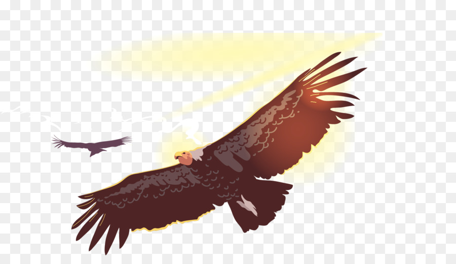 900x520 Bird Flight Owl Condor
