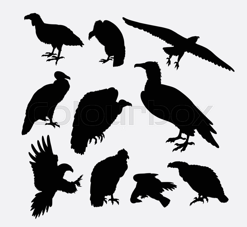 800x735 Condor, Vulture, And Eagle Bird Silhouette. Good Use For Symbol