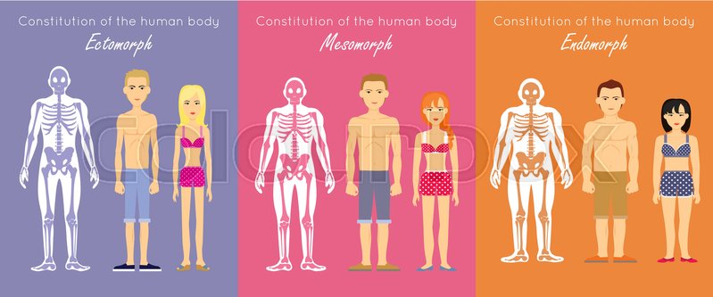 799x333 Human Body Constitution Vector Concept. Flat Design