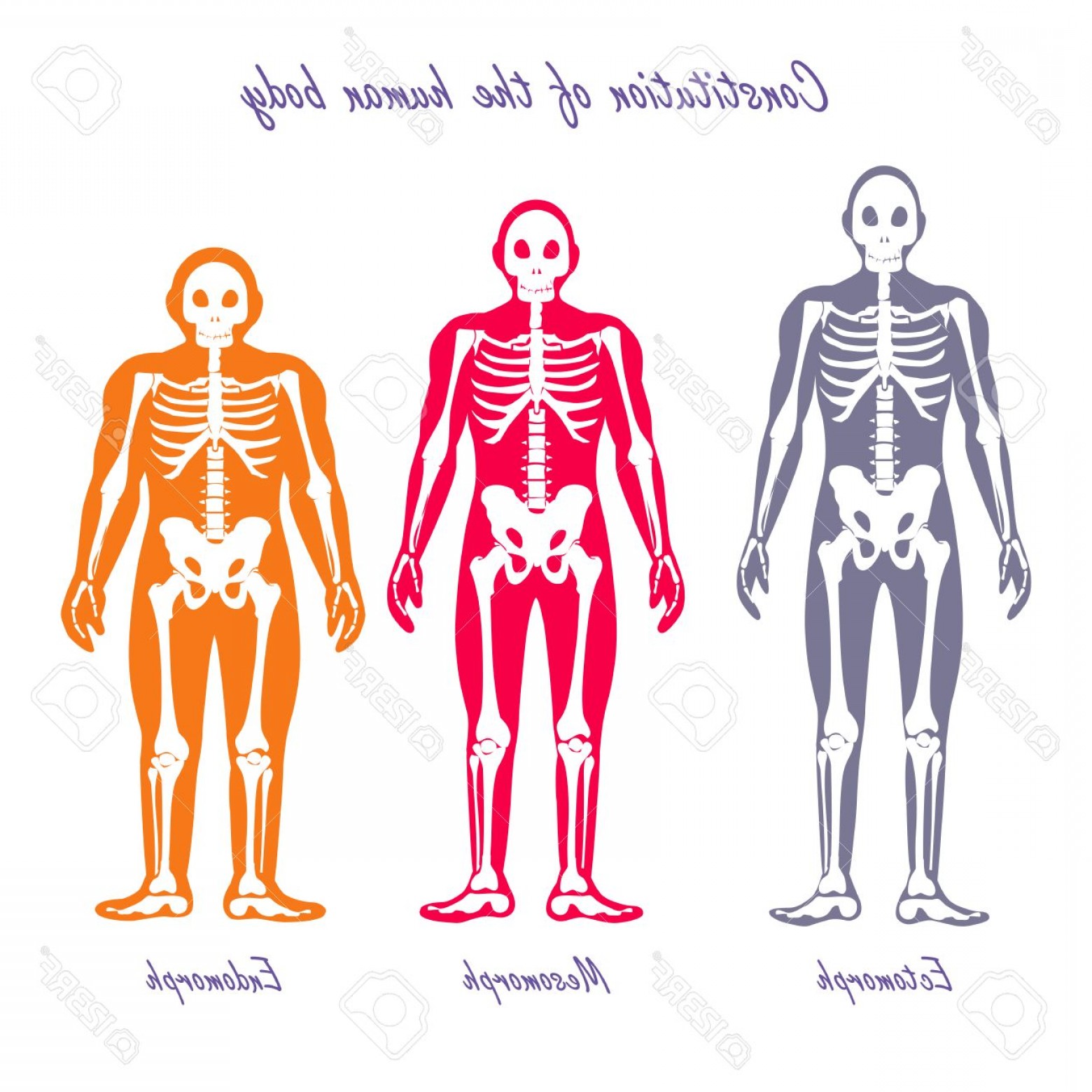 1560x1560 Photostock Vector Human Body Constitution Vector Concept Flat