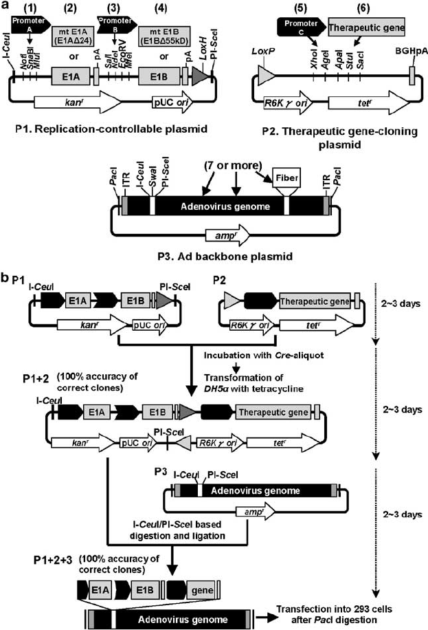 623x916 The Constitution And Construction Of M Cra. (A) The Constitution