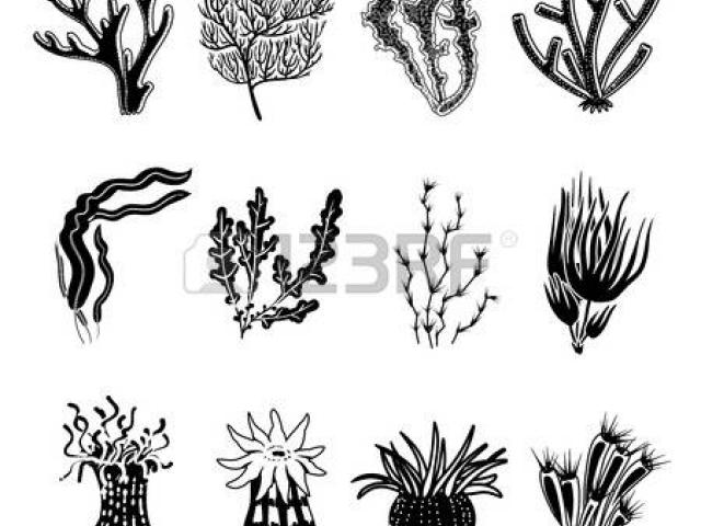 640x480 Drawn Coral Vector 4