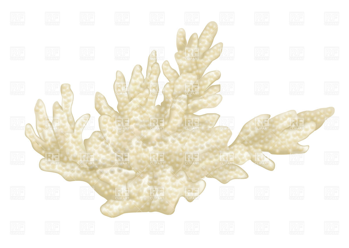 1200x853 White Coral Vector Image Vector Artwork Of Plants And Animals