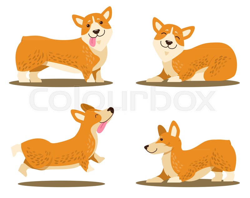 800x633 Corgi Clipart Vector