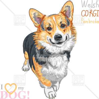 400x400 Sketch Of Dog Pembroke Welsh Corgi Vector Image Vector Artwork