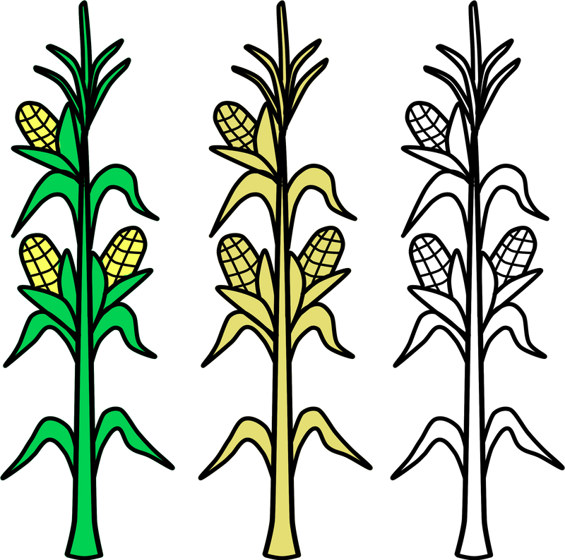 800x794 Corn, Field, Vector, Agriculture, Plant, Crop, Farm