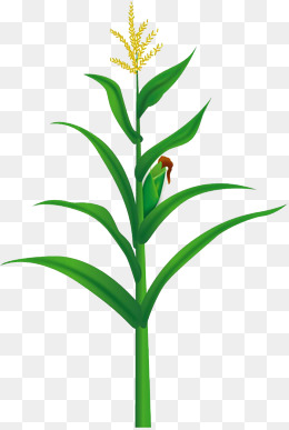 260x387 Corn Field Png Images Vectors And Psd Files Free Download On